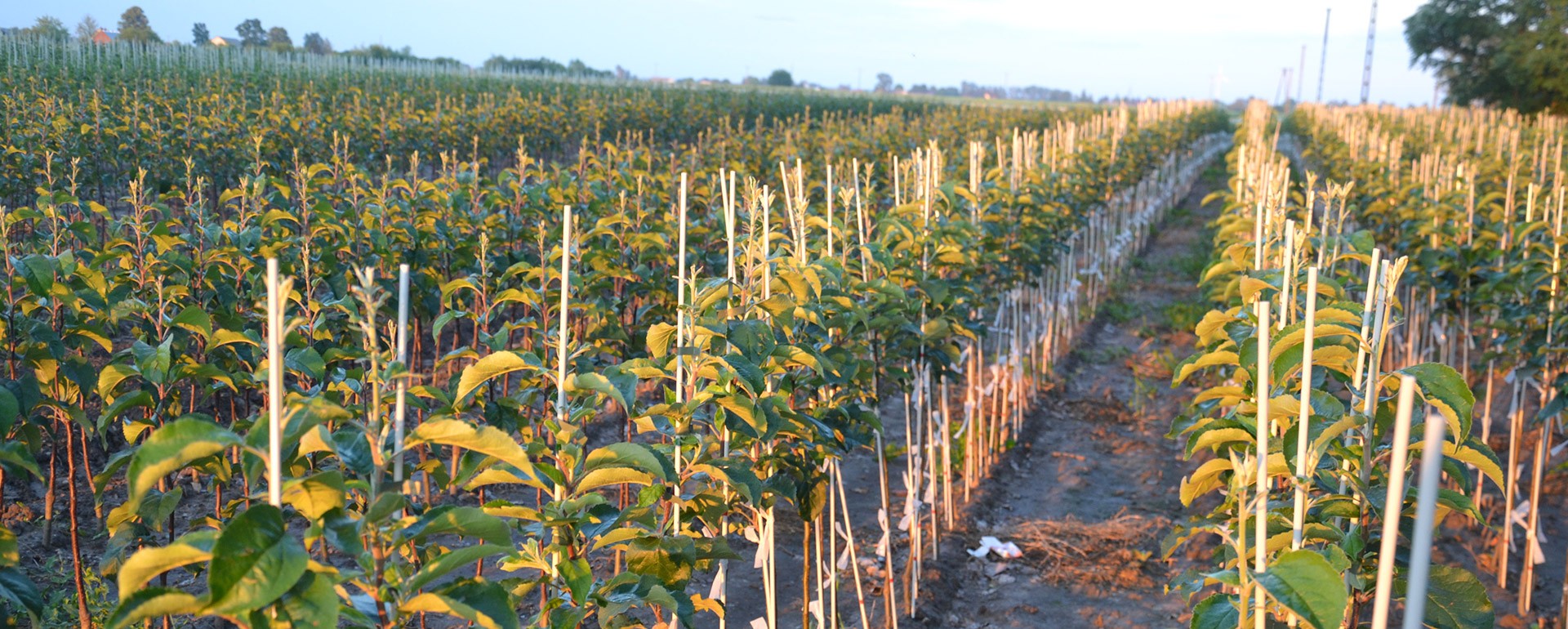Fruit trees